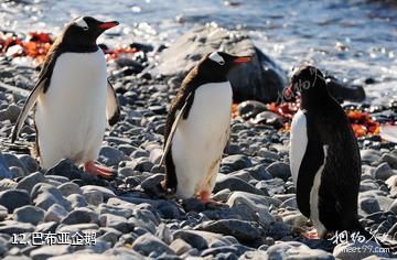 南极半岛-巴布亚企鹅照片