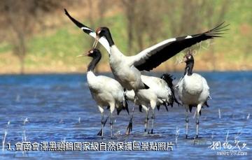 會南會澤黑頸鶴國家級自然保護區照片