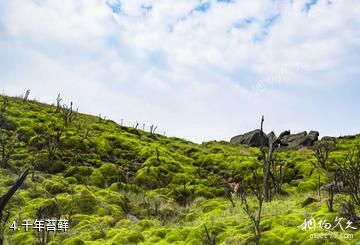 永州蓝山云冰山景区-千年苔藓照片