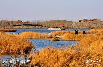 壽光洰淀湖風景區-蘆葦盪照片