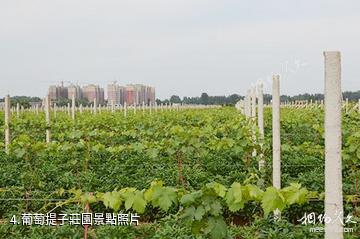 漯河沙澧春天生態園-葡萄提子莊園照片