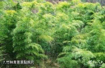 漢中天台森林公園-竹林青蔥照片