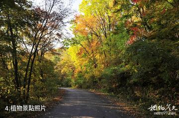 本溪佛頂山國家級自然保護區-植物照片