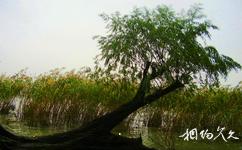 無錫龍頭渚公園旅遊攻略之湖邊蘆葦與枯樹