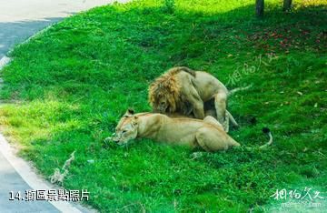 長沙生態動物園-獅區照片