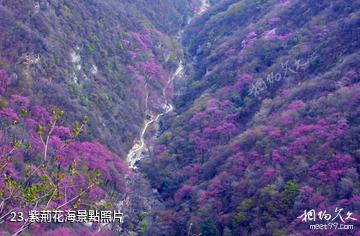 陝西太平國家森林公園-紫荊花海照片