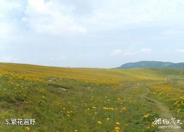 沁水示范牧场-繁花遍野照片