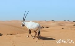 迪拜沙漠保護區旅遊攻略