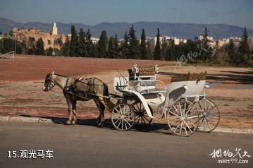 摩洛哥梅克内斯市-观光马车照片