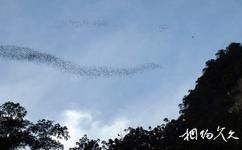 马来西亚姆禄国家公园旅游攻略之蝙蝠出巡