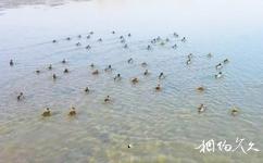 莎車葉爾羌國家濕地公園旅遊攻略之水鳥