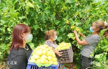 阿图什阿孜汗无花果风情小镇-无花果照片