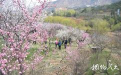 青島梅園旅遊攻略之賞梅谷