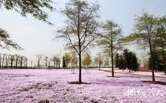 上海辰山植物园旅游攻略之北美植物区大型福禄考铺地景观