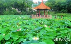 青島中山公園旅遊攻略之孫文蓮池