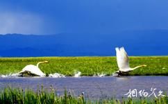 烏蘭察布市輝騰錫勒外事旅遊中心旅遊攻略之天鵝