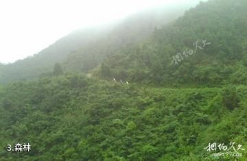 湖南天堂山国家森林公园-森林照片