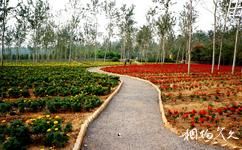 济南植物园旅游攻略之彩色植物区