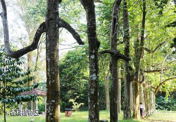 儋州海南热带植物园-香料植物区照片