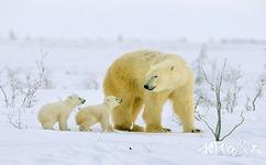 重庆野生动物世界旅游攻略之北极熊园