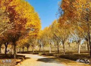 伽师城中胡杨生态园-生态照片