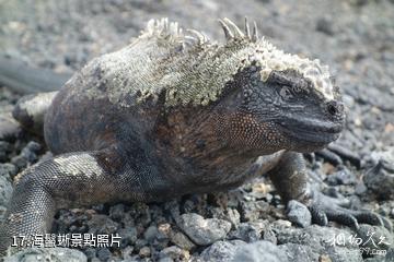 厄瓜多加拉帕戈斯群島-海鬣蜥照片