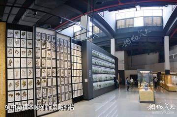 上海中醫藥博物館-中藥標本陳列館照片