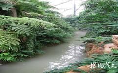 中科院華南植物園旅遊攻略之河穀雨林區