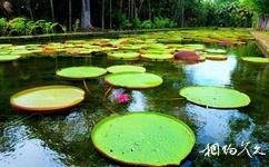 毛里求斯皇家植物园旅游攻略之亚马逊睡莲
