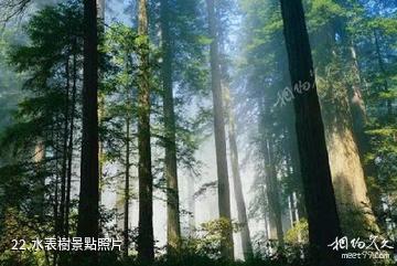 雲南哀牢山國家級自然保護區-水表樹照片