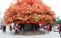 上海龙华寺旅游攻略之院内古树