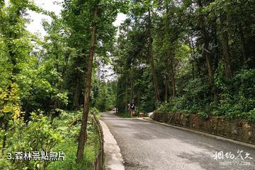 重慶彭水摩圍山-森林照片