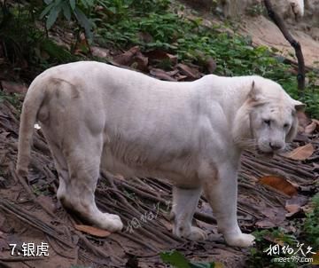 重庆野生动物世界-银虎照片