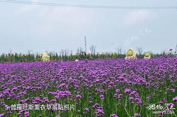 上海紫海鷺緣浪漫莊園-普羅旺斯薰衣草照片