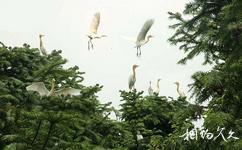 紫蓬山國家森林公園旅遊攻略之白鷺