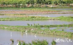 三亞水稻國家公園旅遊攻略之白鷺濕地