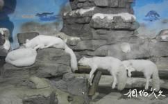 杭州极地海洋公园旅游攻略之北极狐
