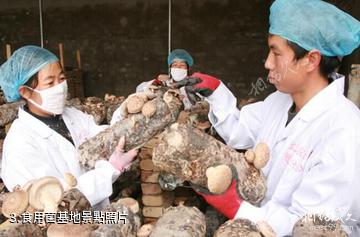 天津張家窩食用菌休閑園-食用菌基地照片