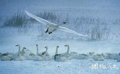 荣成天鹅湖生态旅游攻略之雪中天鹅