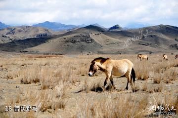 新疆天山野生动物园-普氏野马照片