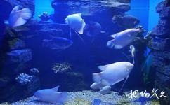 盐城大丰港海洋世界旅游攻略之鱼缸展示区