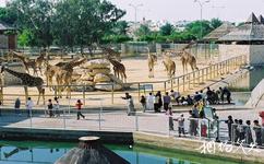 卡達多哈旅遊攻略之多哈動物園