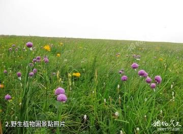 張家口金蓮山莊-野生植物園照片