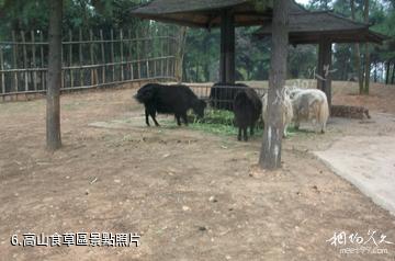 長沙生態動物園-高山食草區照片