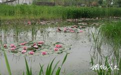 泰州溱湖旅游攻略之生态观光园
