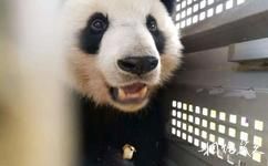 海南热带野生动植物园旅游攻略之大熊猫文化馆