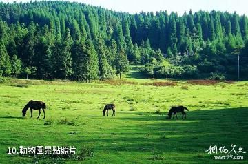 安康市千家坪森林公園-動物園照片