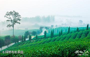 南京平山森林公园-绿野有机茶园照片