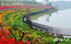 成都白鷺灣生態(tài)濕地公園旅游攻略之花海梯田