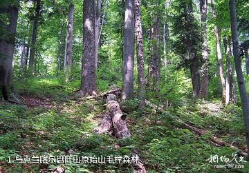 乌克兰喀尔巴阡山原始山毛榉森林照片
